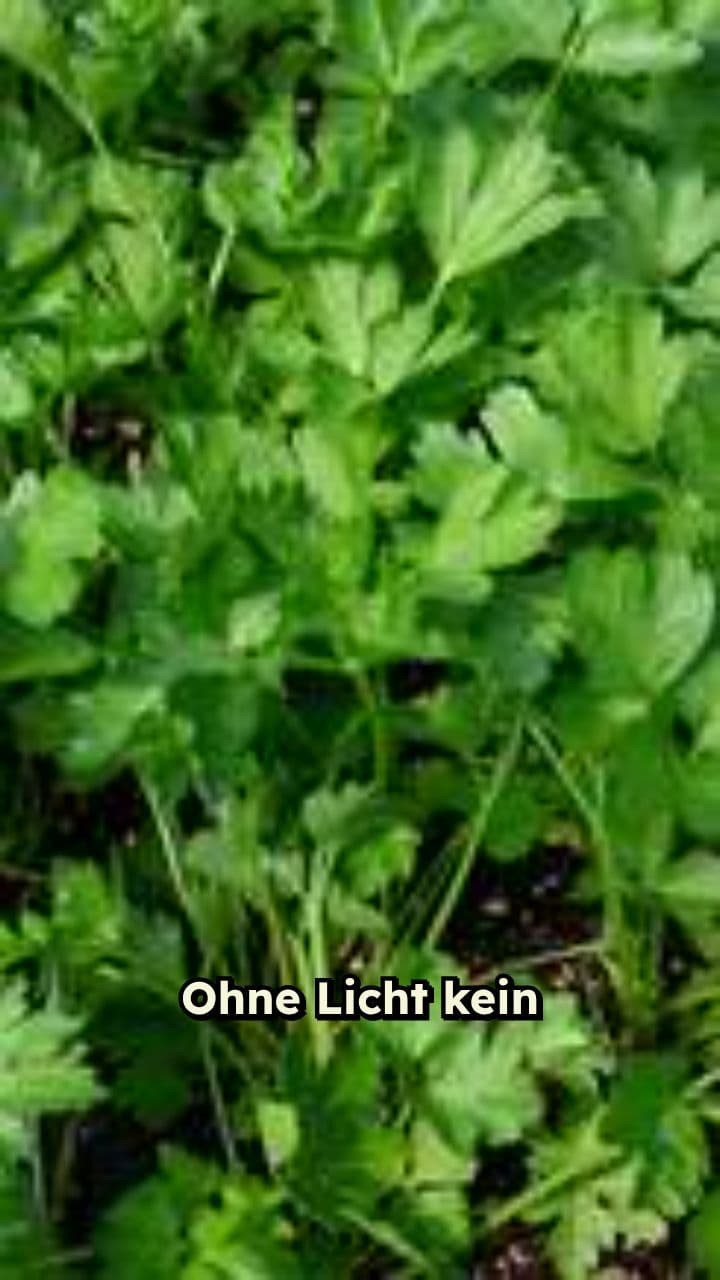 Das Bohnen-Experiment: Warum Licht entscheidend für Wachstum ist