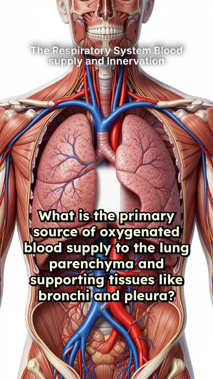 The Respiratory System Blood supply and Innervation