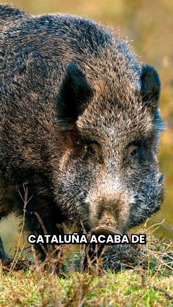 47 jabalíes con peste porcina africana en Cataluña