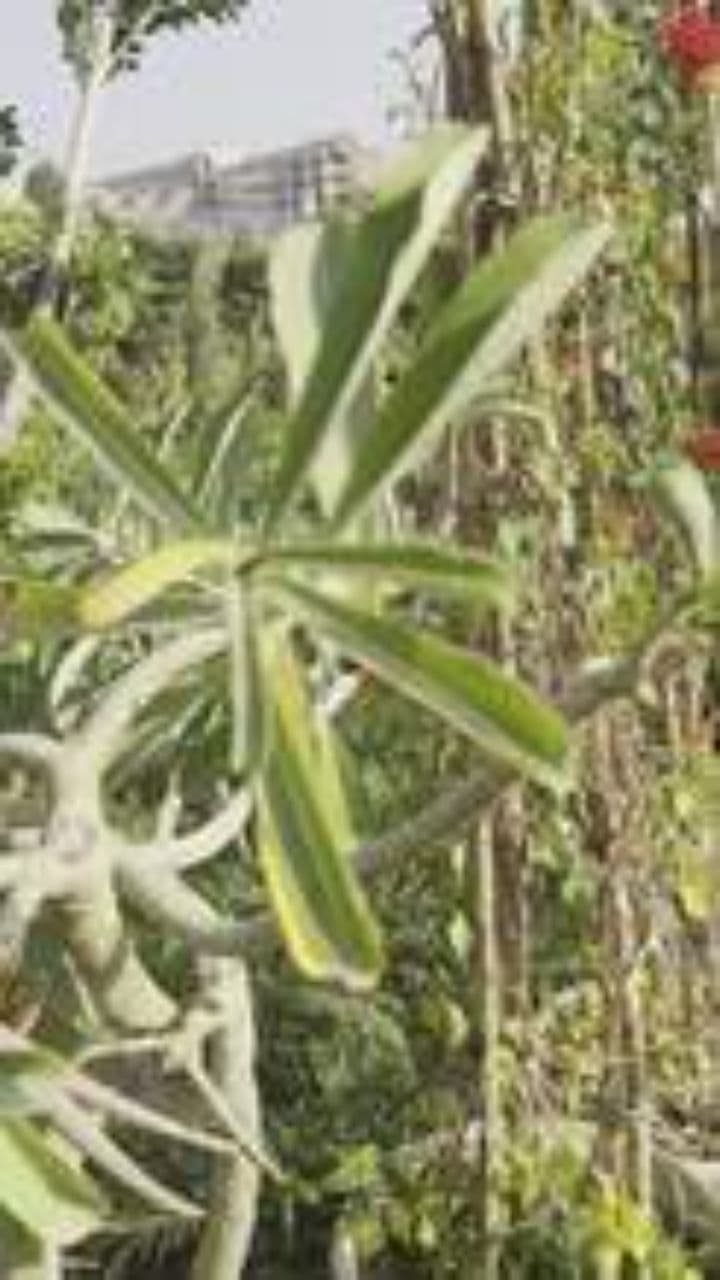 Belut Taman dan Wilayahnya Sendiri