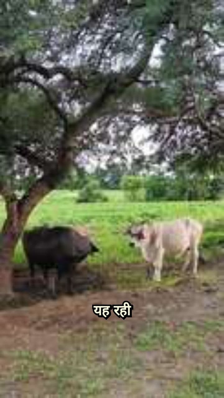 गाय: हमारे जीवन का अभिन्न हिस्सा