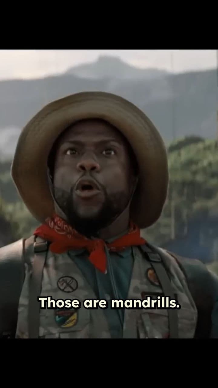 Mandrills and Rhombus