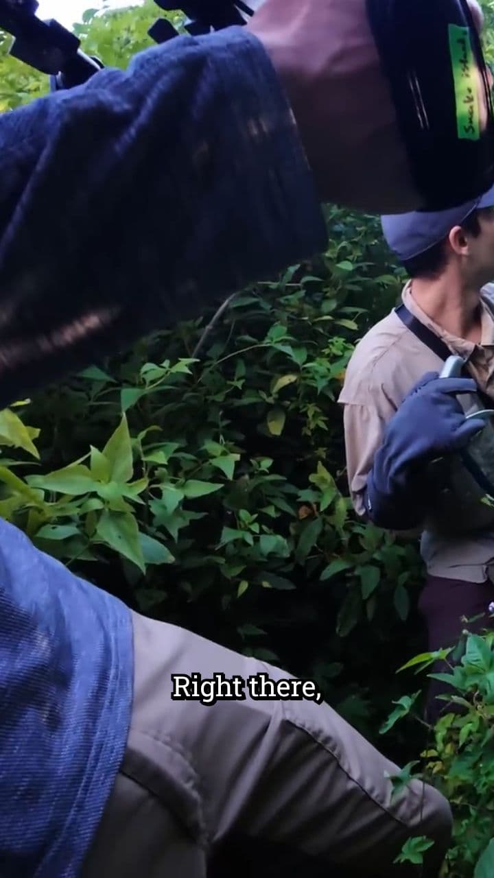 Finding the Golden Lancehead