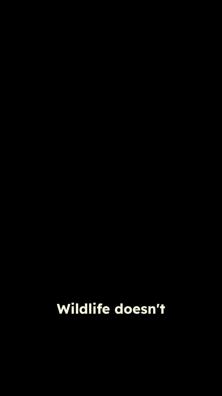 Raccoon Orders Breakfast at Coffee Shop