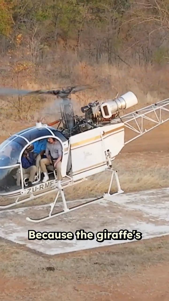 Vaccinating Giraffes from a Helicopter