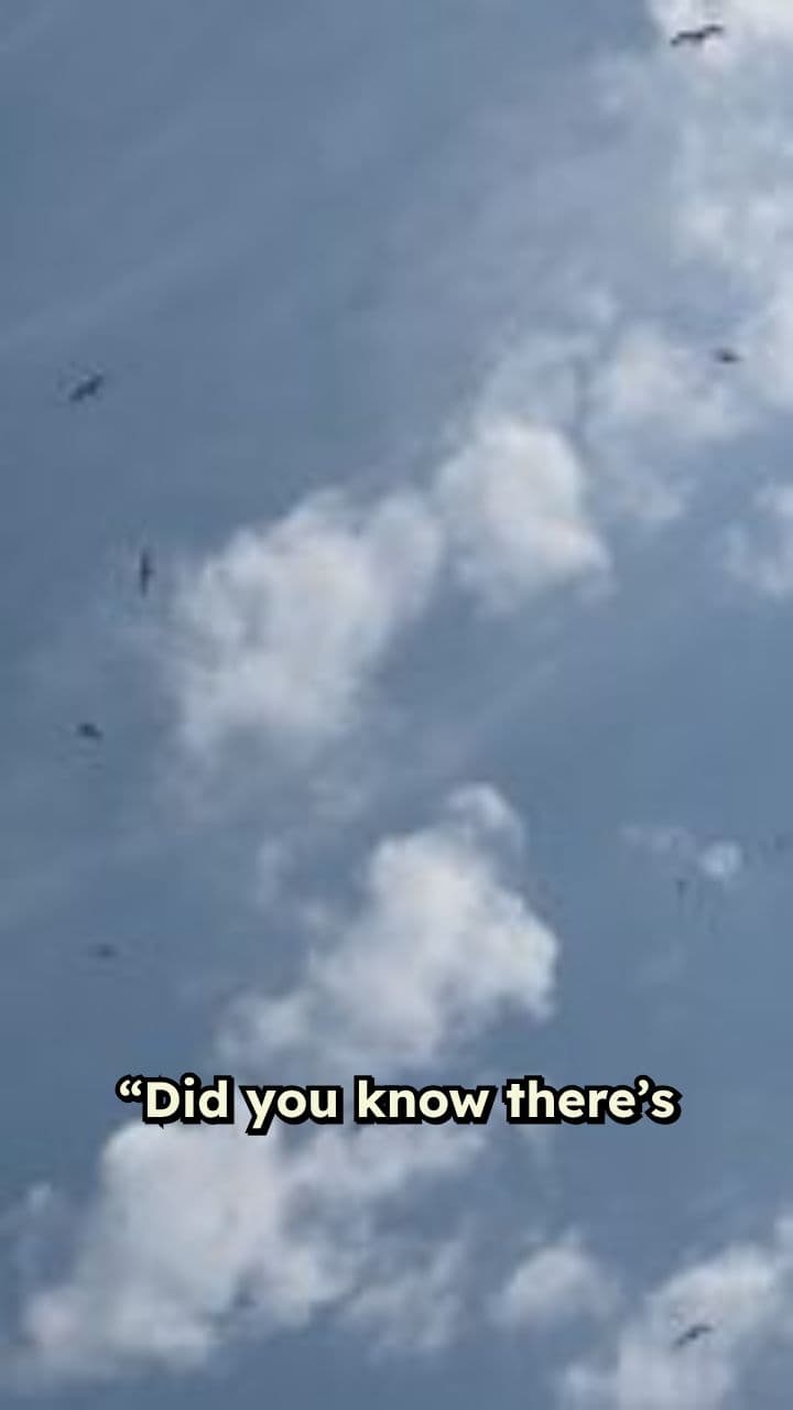 The Alpine Swift: Nature's Endurance Champion