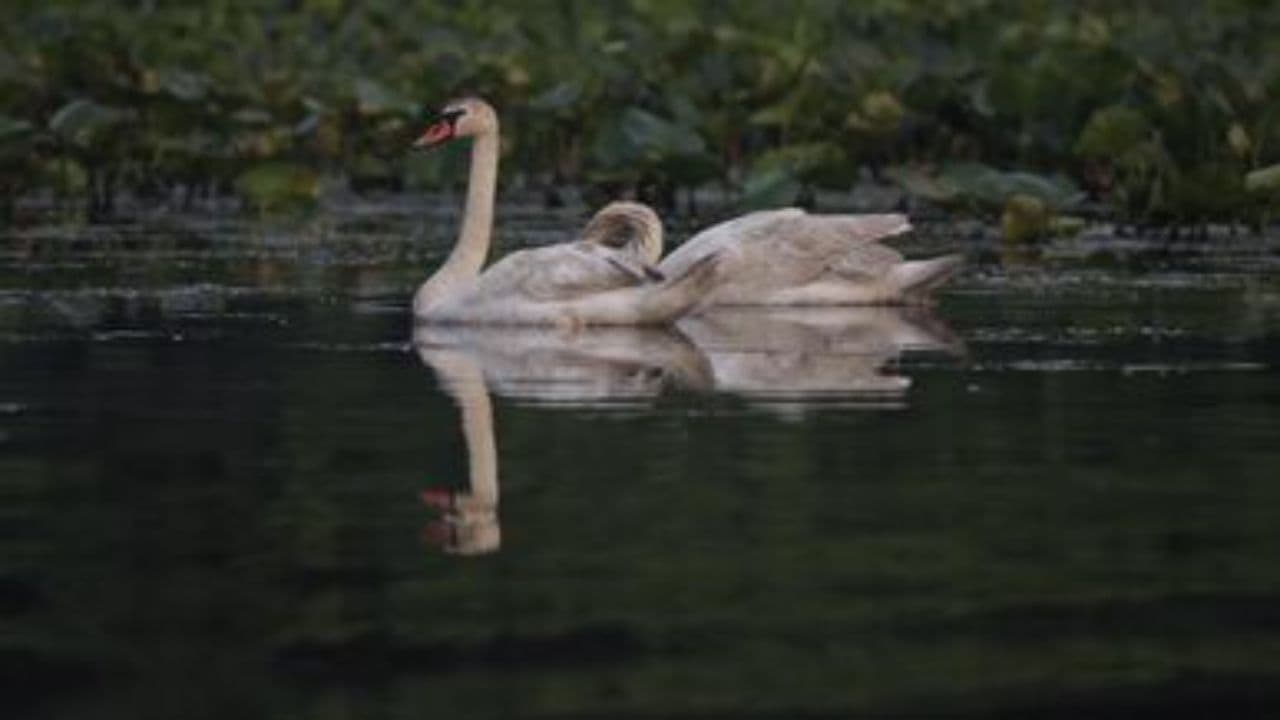 مثل قو، عاشق یک‌باره