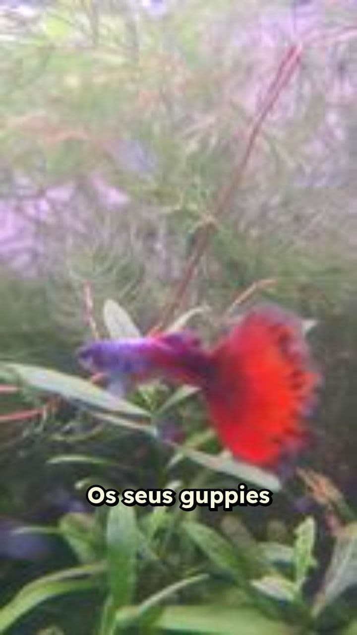 Proteja Filhotes de Guppy com Plantas