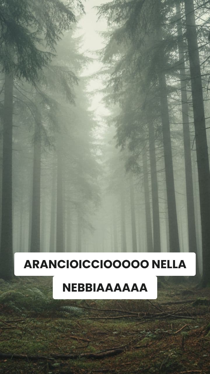 L'Arancioiccio in Brasile