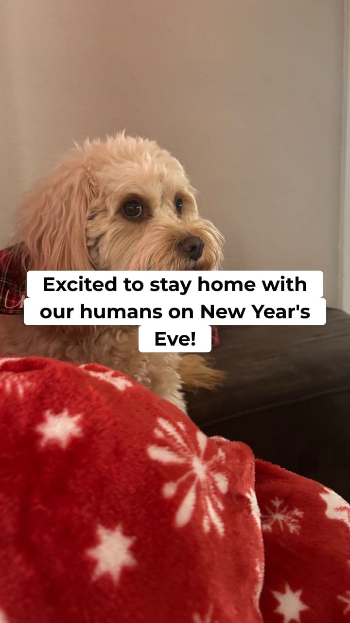 New Year's Eve at Home with Pets