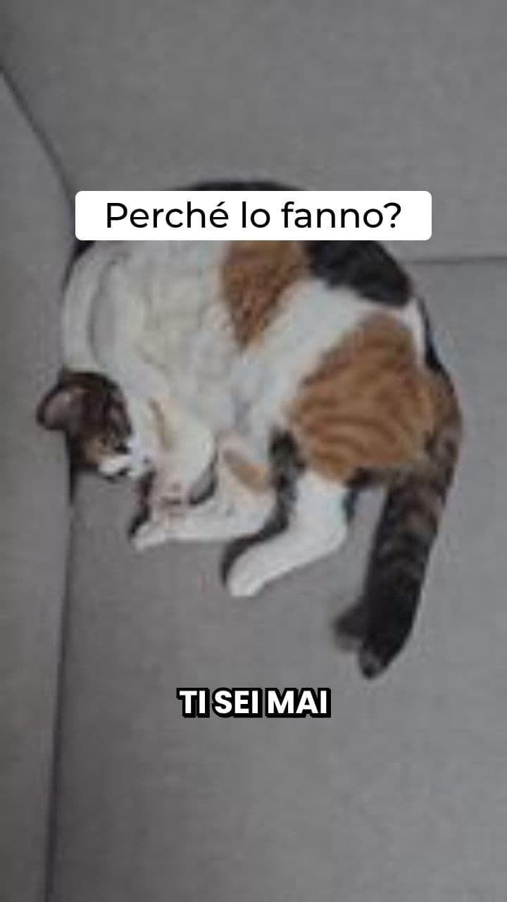 Perché i Gatti Dormono sui Nostri Vestiti