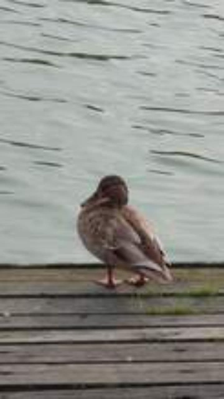 Segurança em Deus Amidst the Pain