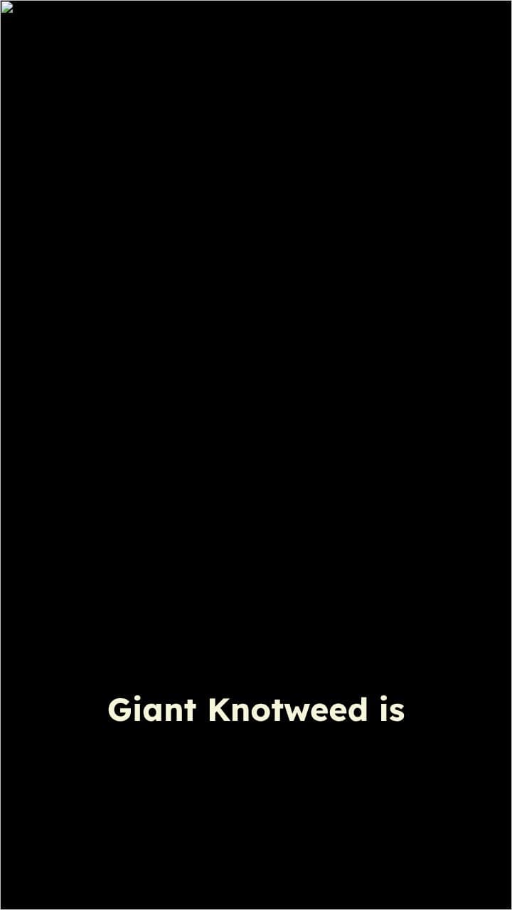 Identifying Giant Knotweed in Michigan