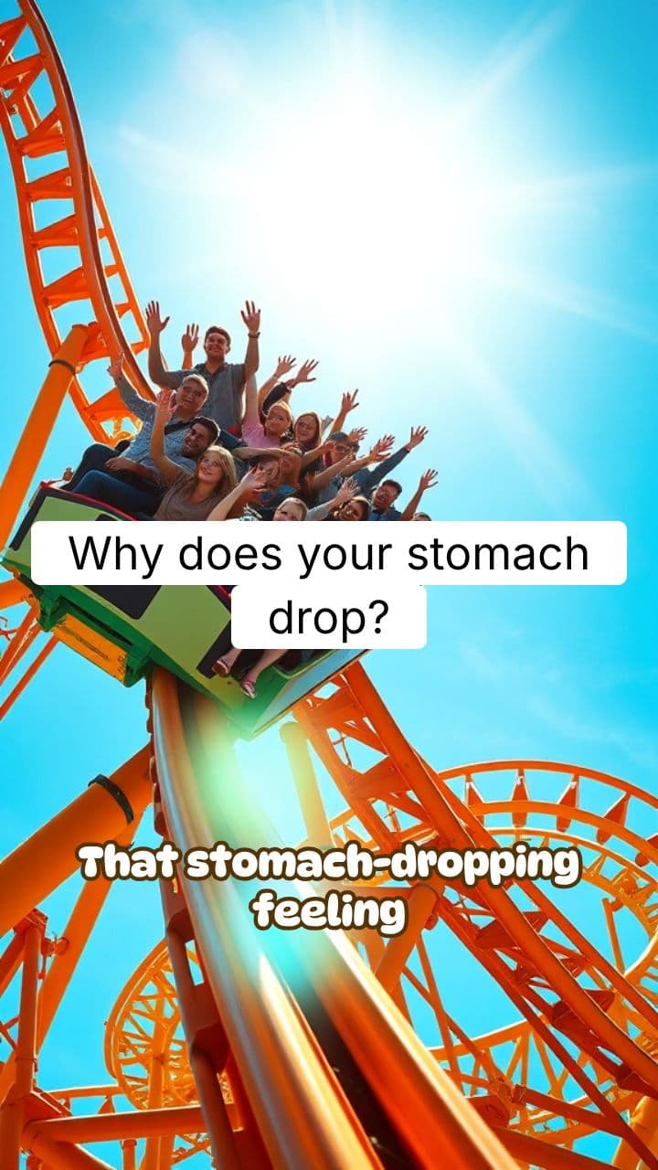 Why Does Your Stomach Drop on Roller Coasters? | RapidSmartFacts