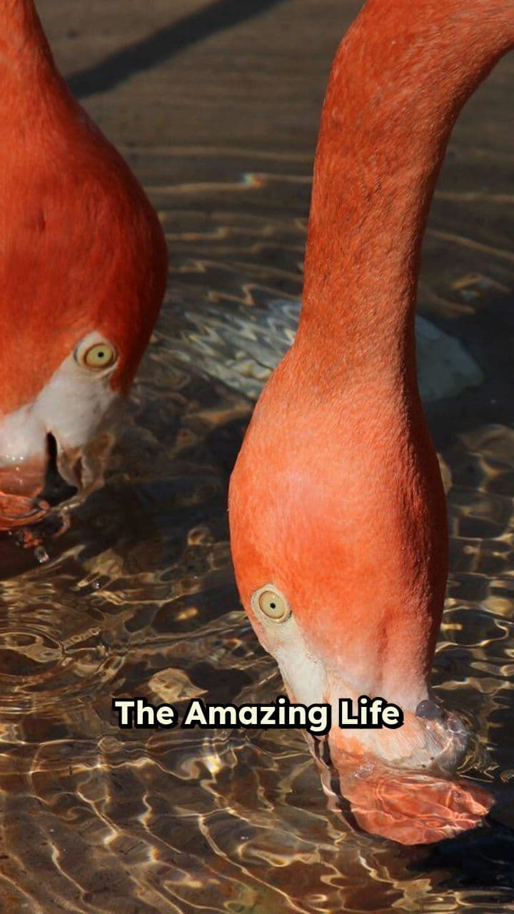Rosie the Flamingo Chick