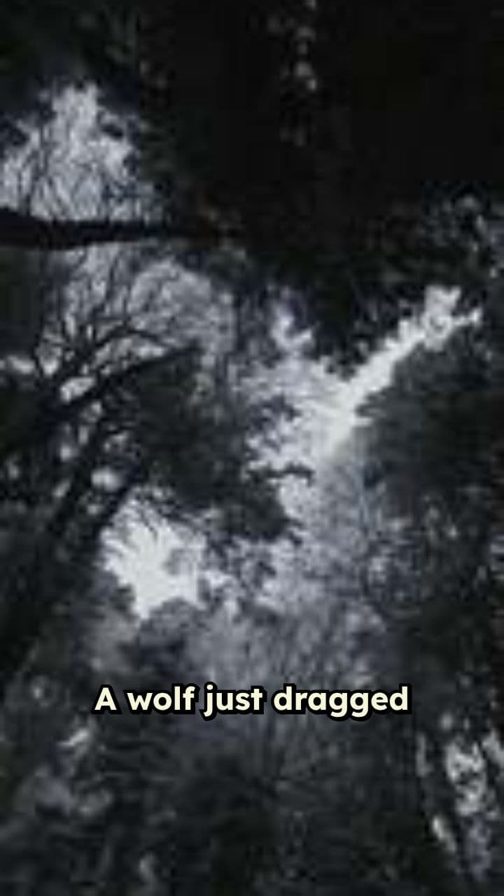 Wolf Attacks Child in Netherlands Woods