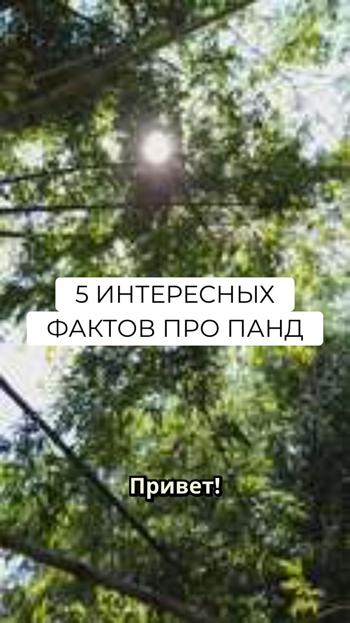 5 интересных фактов про панд
