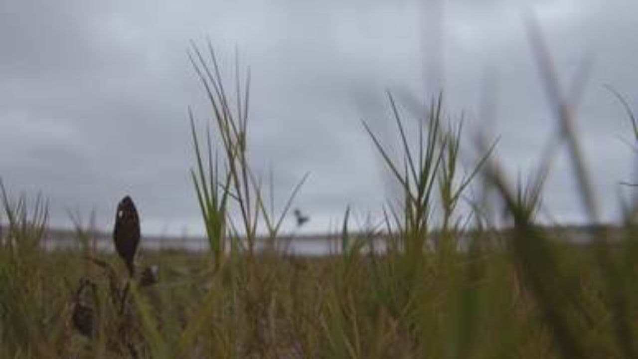 66 Creation Sings His Praise