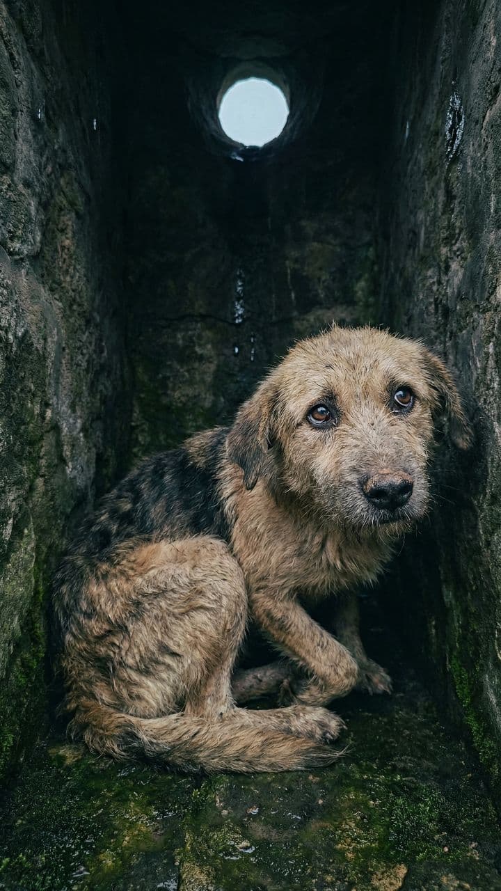 Rescatan perro atrapado en pozo profundo
