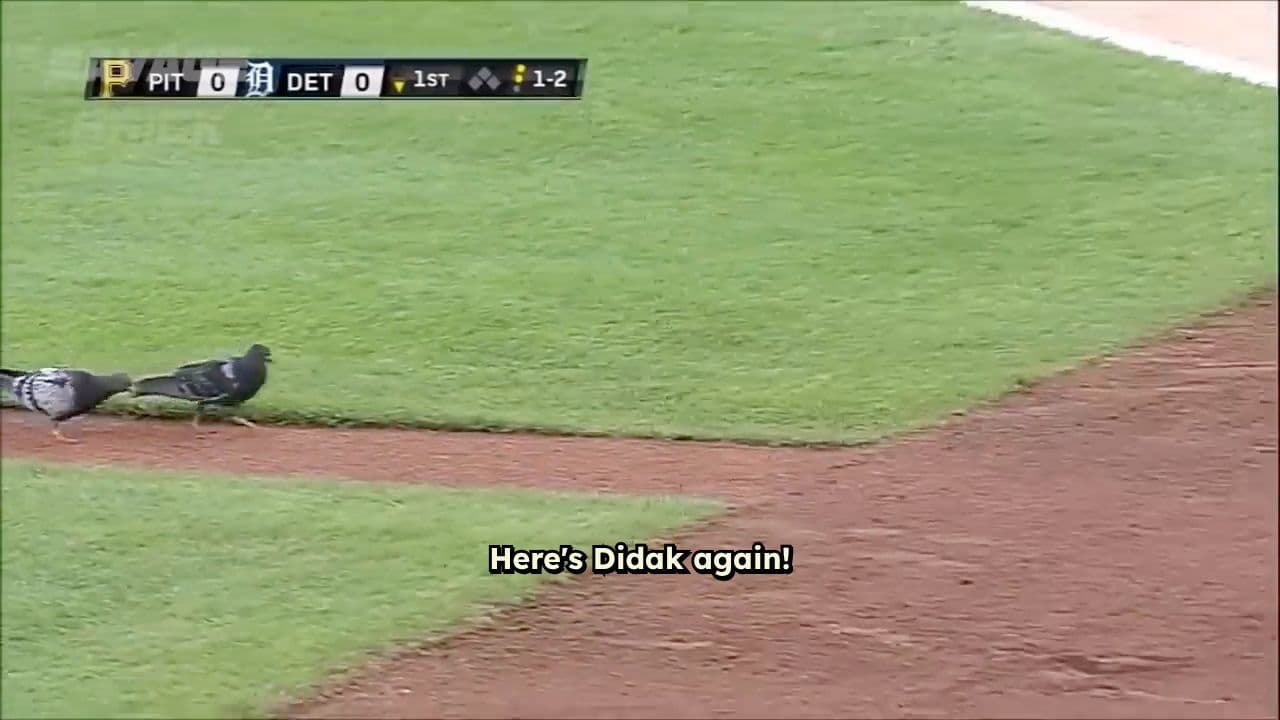 Dog Becomes Best Defender for Ireland