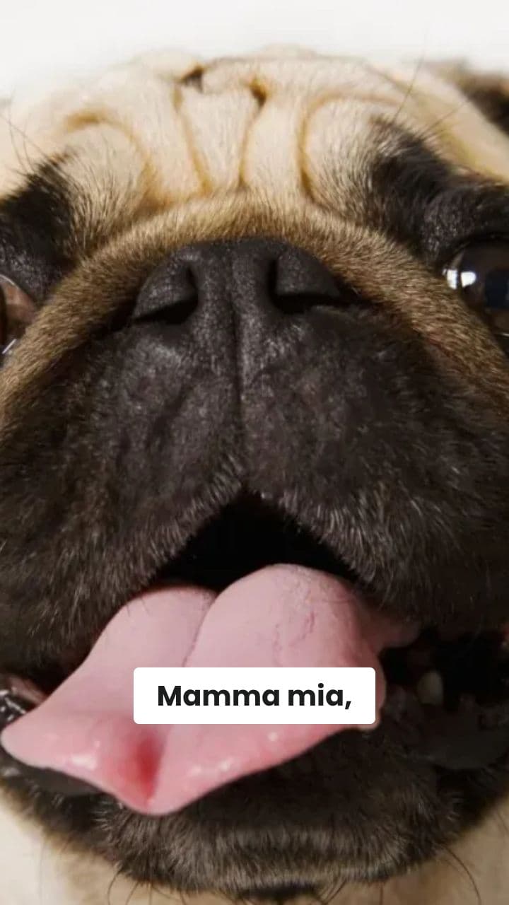 Puggy Gamer: Spaghetti-Quest