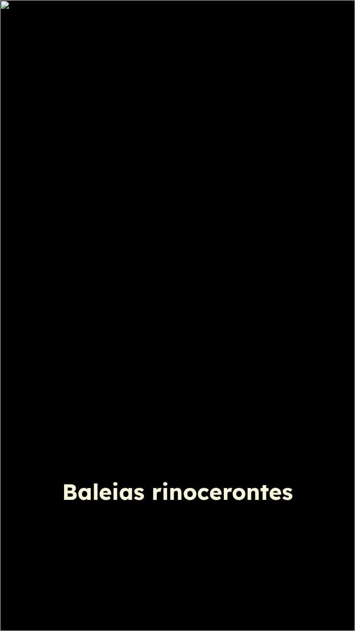 Baleia Rinoceronte: O Caos na Floresta