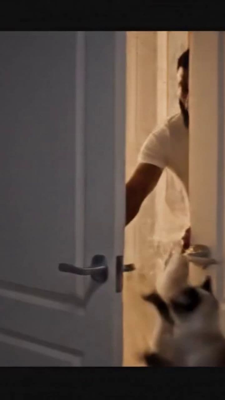 Whiskered Heroes in Crisis