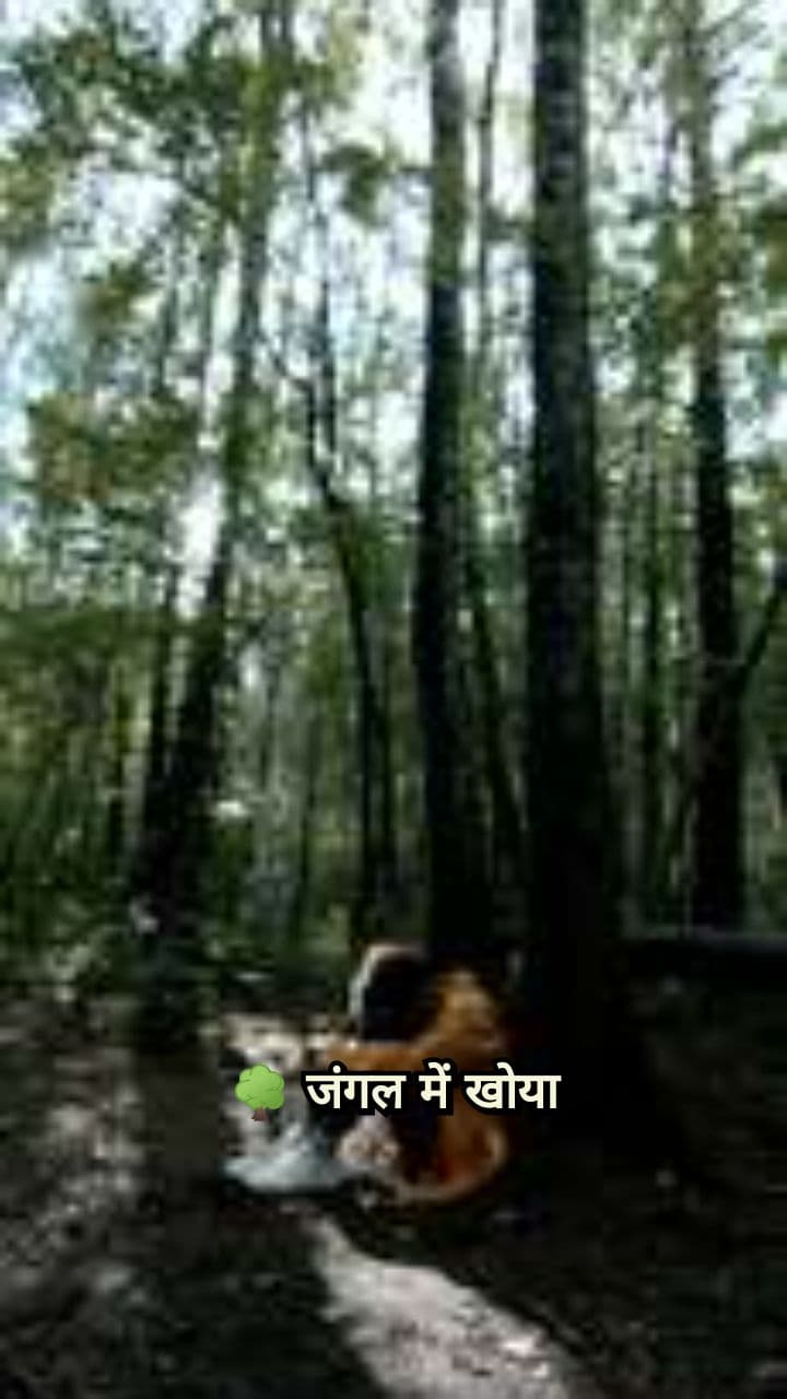 Motu Lost in the Jungle