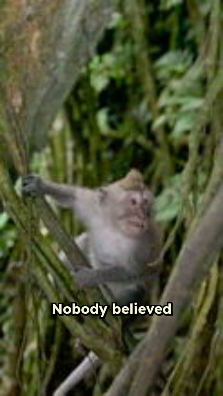 The Bravest Little Monkey