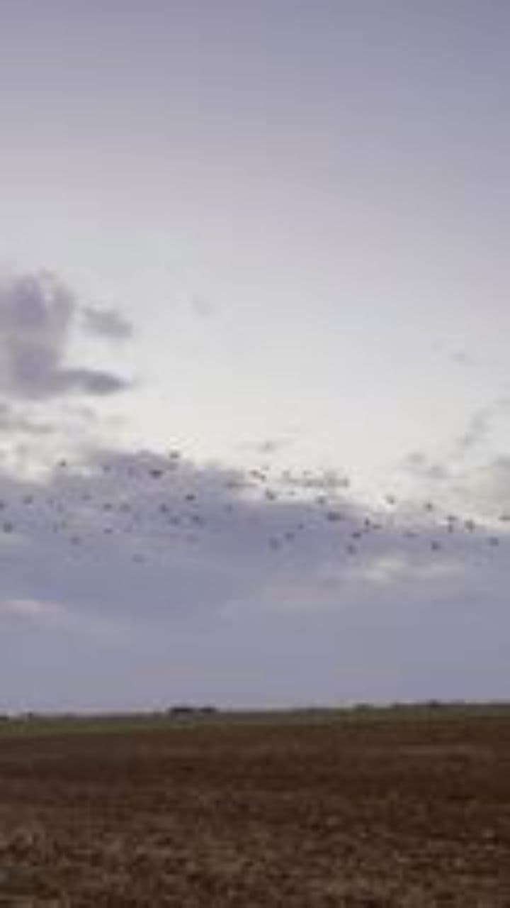 Журавлиная стая и дружба