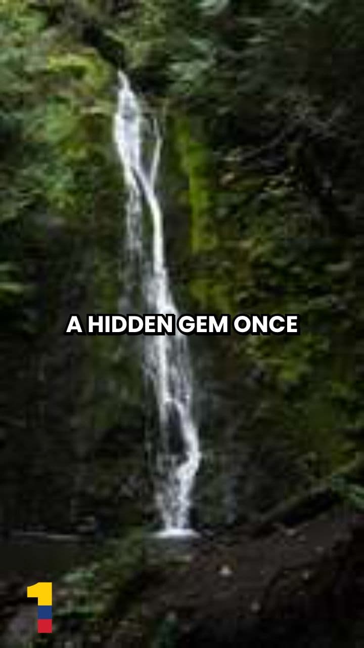 Gorgona Island: Whales and Wild Nature