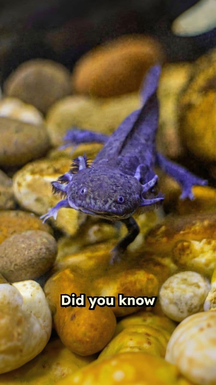 The Immortal Axolotl