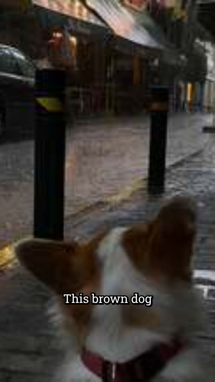 The Little Hero Dog of the City