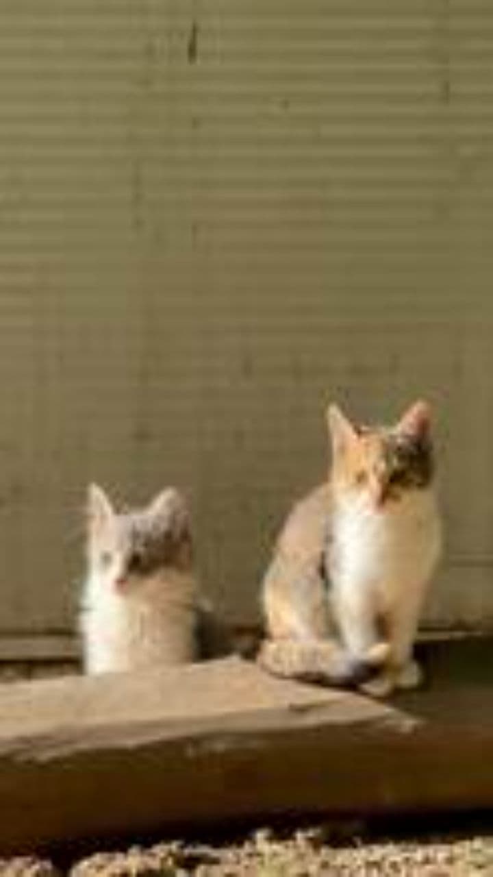 A Kitty's Morning Routine