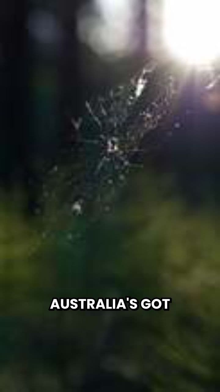 Australia's New Giant Spider: Newcastle Big Boy