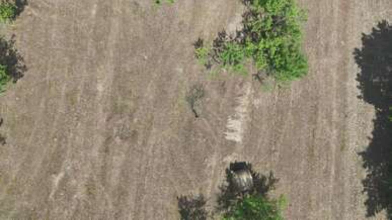 Impact of Invasive Species in Australia