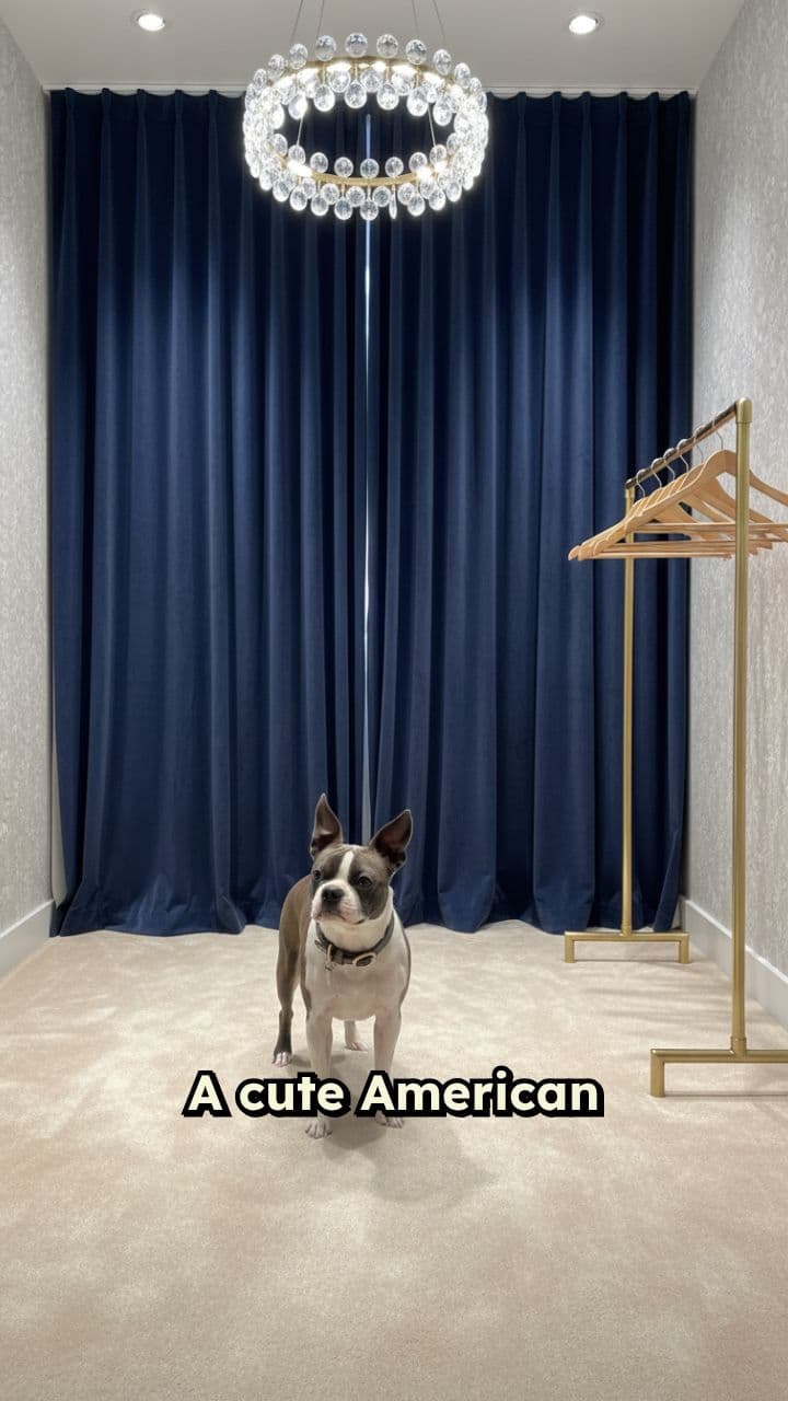 Boston Terrier’s Fruit Costume Parade