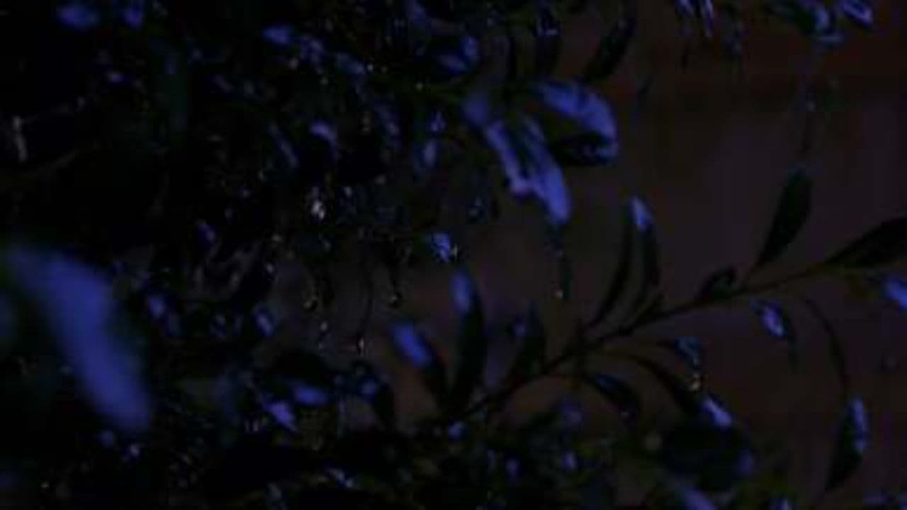 En la Tormenta, Mi Paz