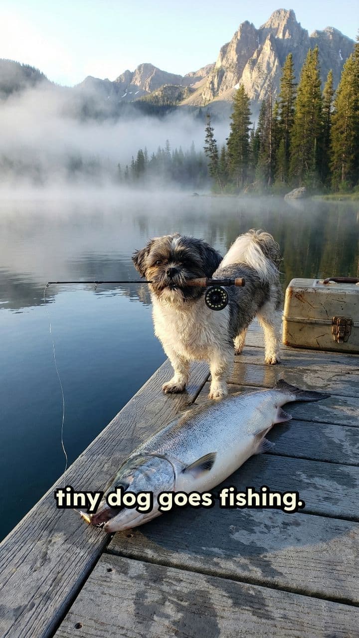 Tiny Dog Lands a Giant Fish