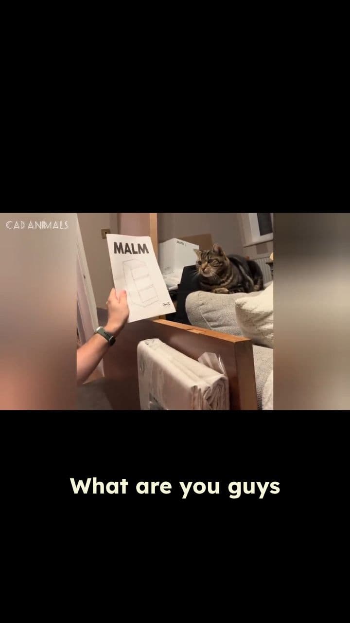 Cats in the Litter Box