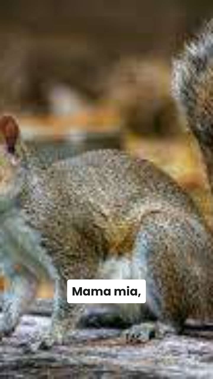 L'Avventura del Scuirrelonino Nocciolone