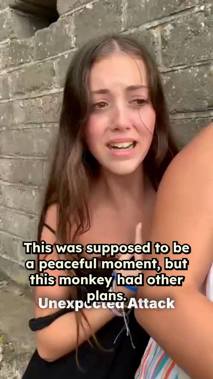 Monkey Mayhem in a Quiet Moment