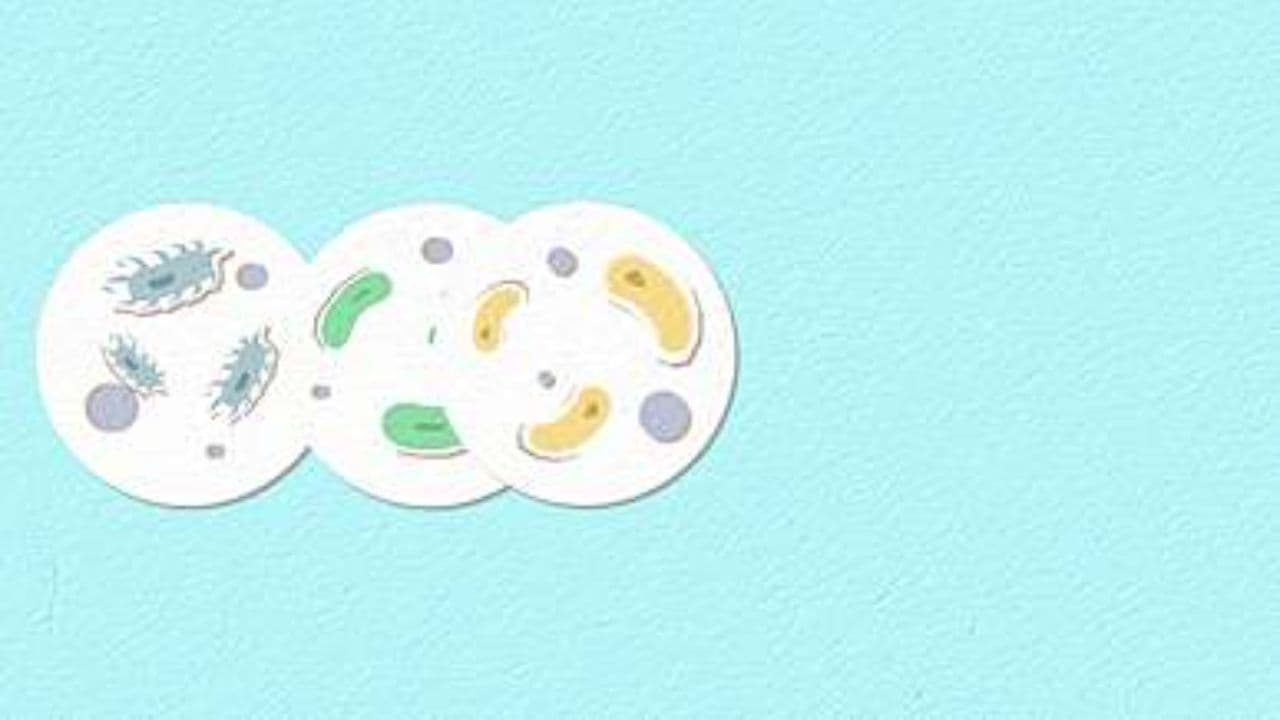 راهکارهای مقابله با کاندیدا در بدن