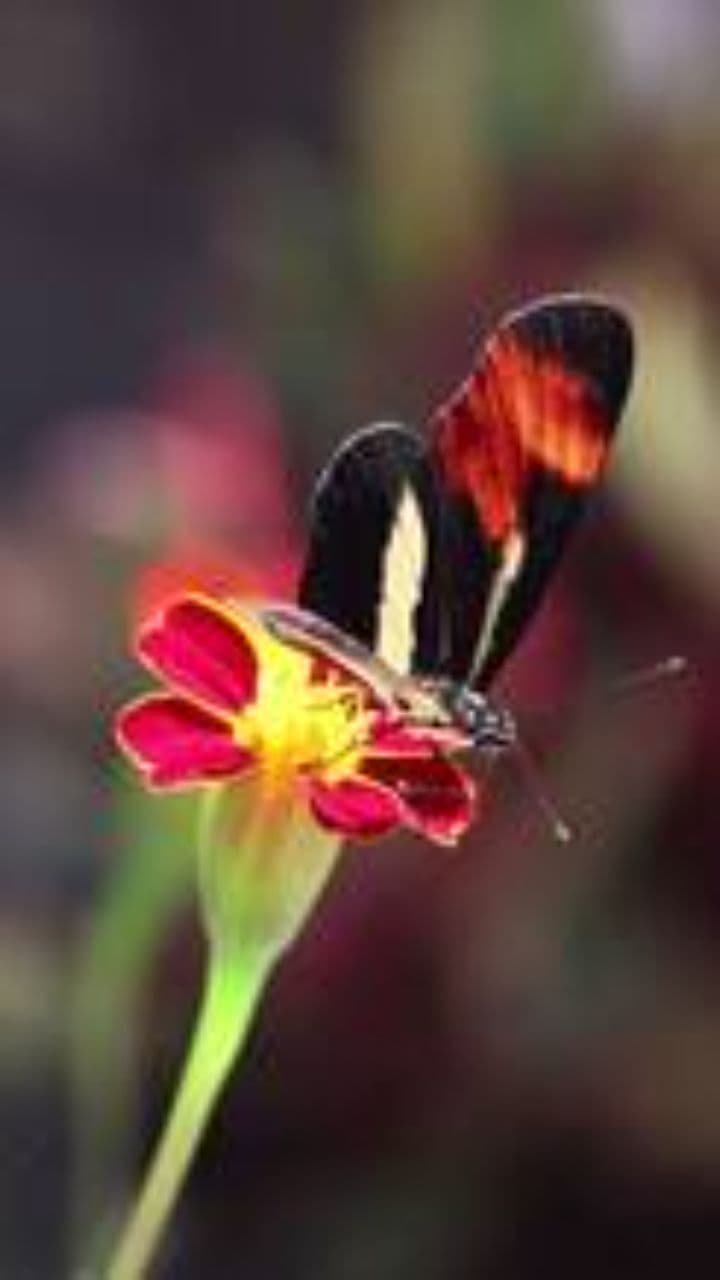 Crato, Meu Canto e Meu Lar