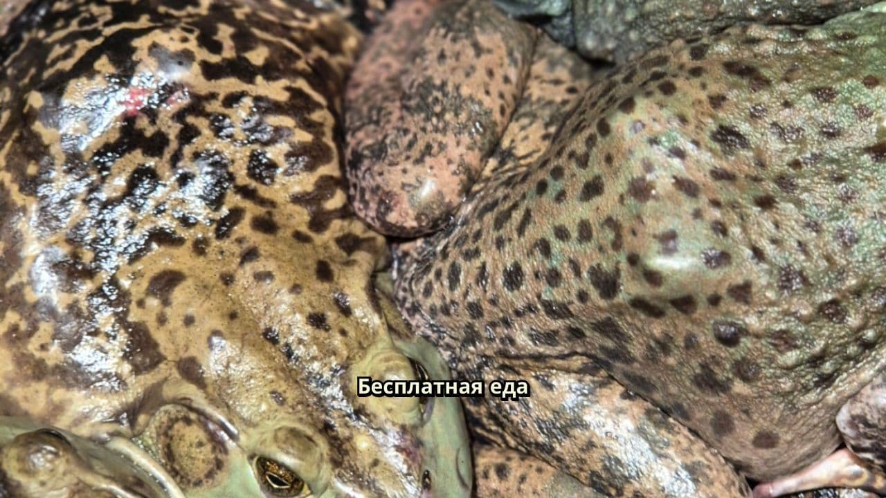 Бесплатная еда: ловушка с личинками