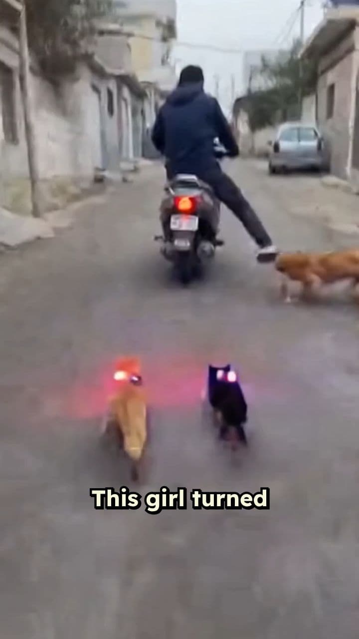 Pet Parade: A Mobile Circus on Wheels