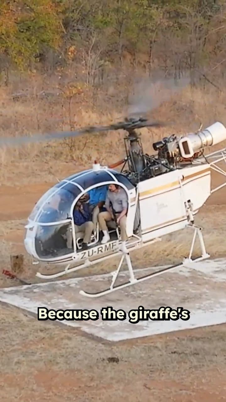 Vaccinating Giraffes From the Sky