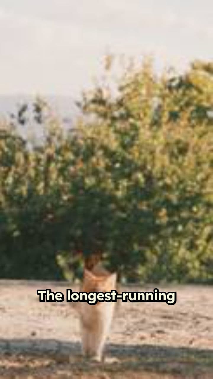 Suzanne Rogers Overcomes Cancer Battle