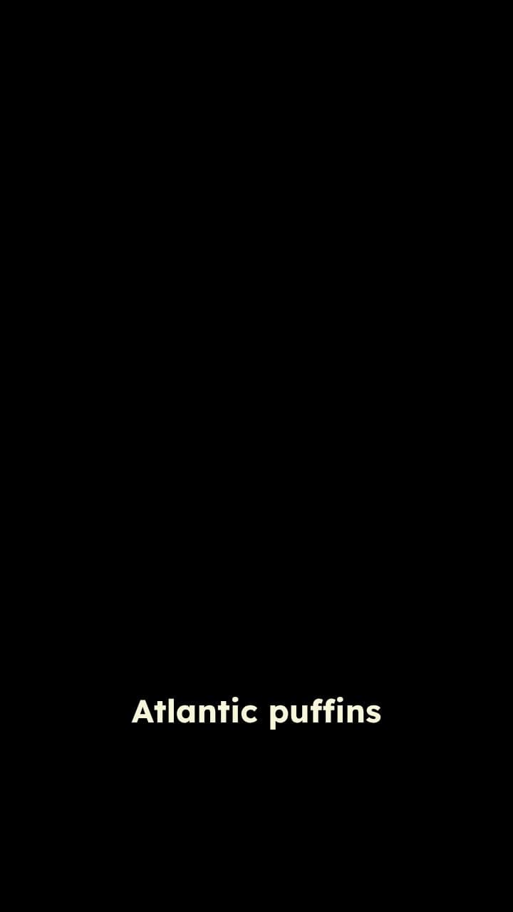Puffins: Tiny, Loyal Deep-Sea Divers