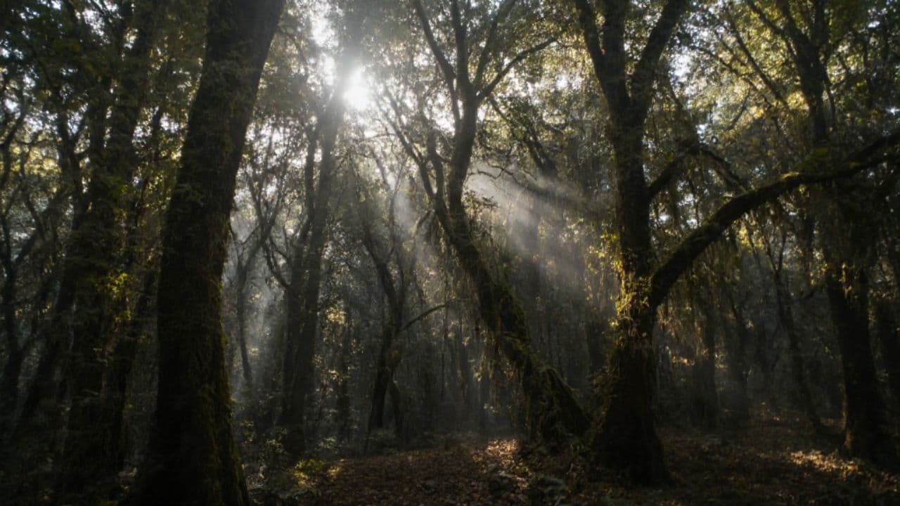 Am Irminsul im ewigen Licht